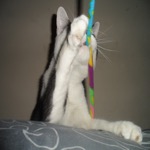 Mister Toy Eat